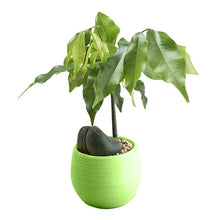 Load image into Gallery viewer, Home Garden Plastic Plant Flower